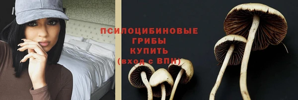 стаф Новозыбков